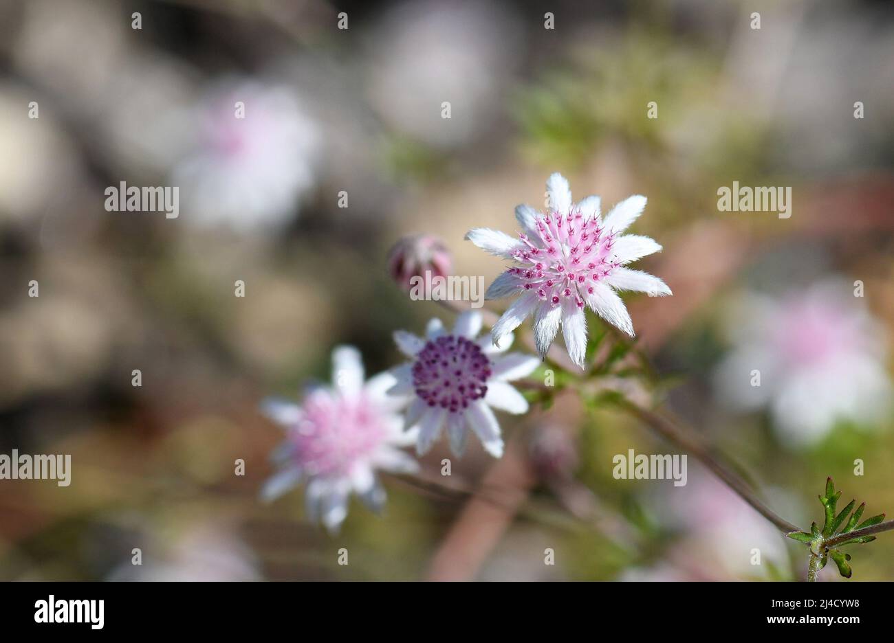 Delicate small flowers of the rare Australian native Pink Flannel Flower, Actinotus forsythii, family Apiaceae. Endemic to damp areas in open forest Stock Photo
