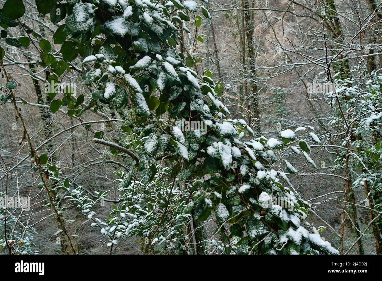 The subtropical forest is covered with snow. Hornbeams is covered with green ivy. Weather cataclysm, climate fluctuation Stock Photo