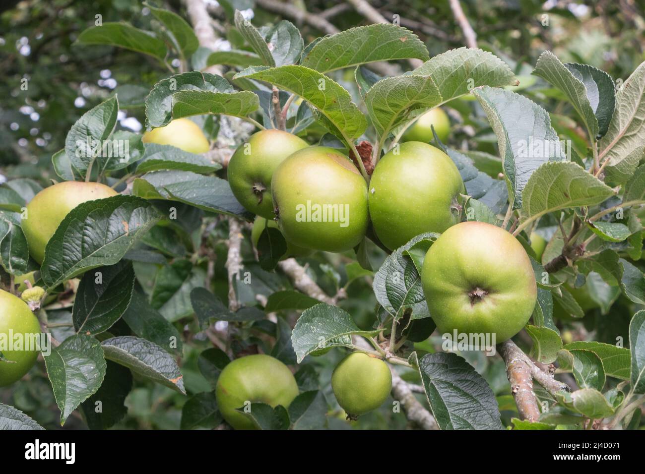 Apples ripening on an apple tree in an orchard Stock Photo - Alamy