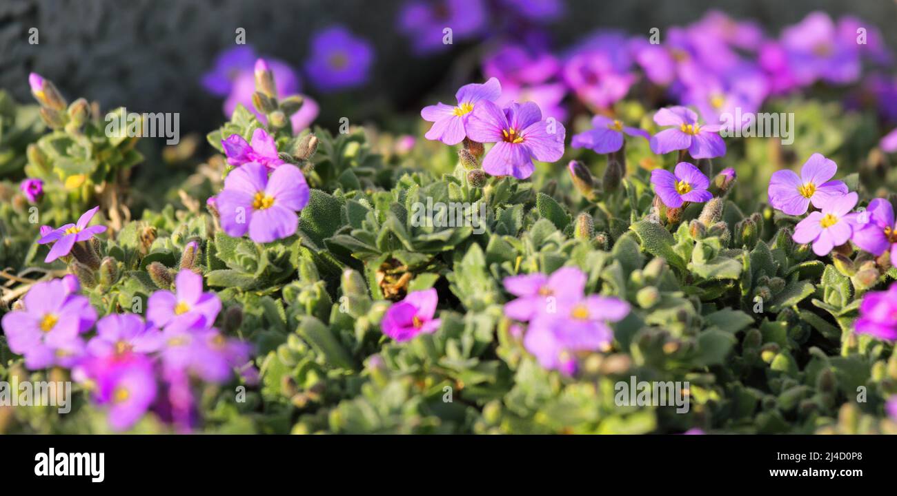 Violet Aubrieta flowers in spring with green leaves Stock Photo