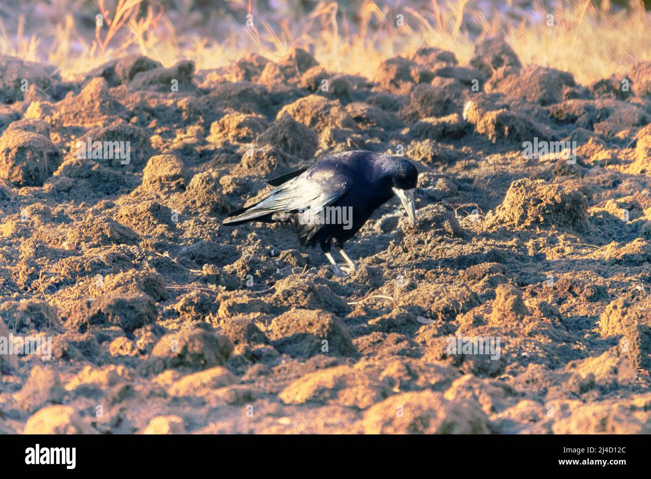 Rooks eat earthworms on lawn. Bird forcefully drives beak into soil. How does a rook notice a