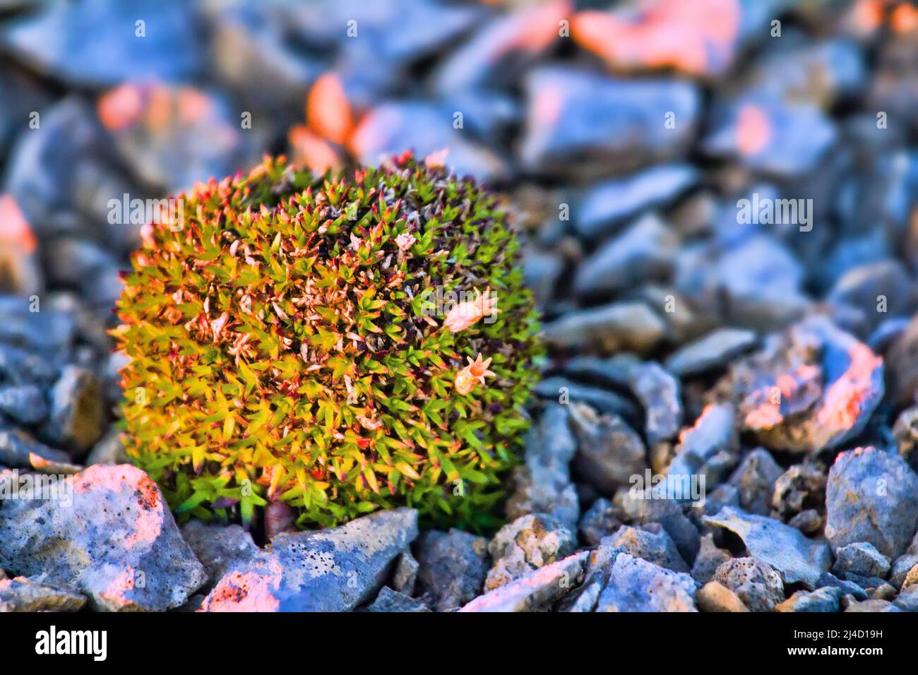 Plant ecology. Coldresistant green cushions (clumps) forms, combining
