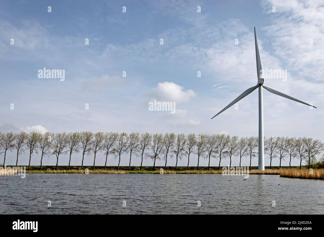 Middelharnis, The Netherlands, March 30, 2022: view across a lake towards a dike with a wind turbine and a row of trees all bend in the same direction Stock Photo