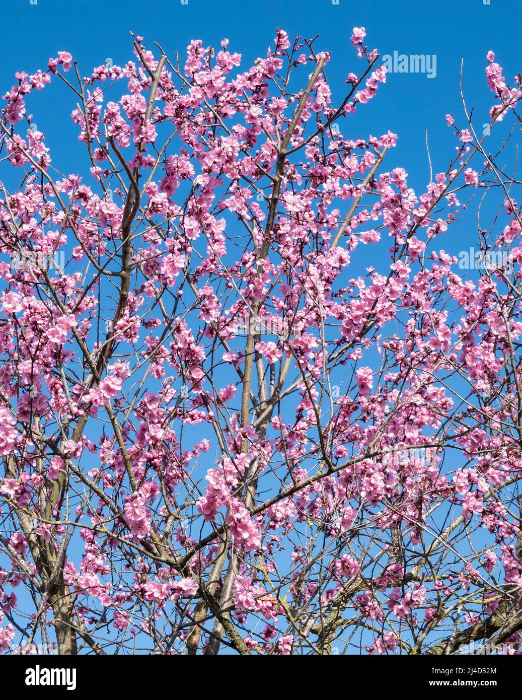 Pink cherry blossom Stock Photo