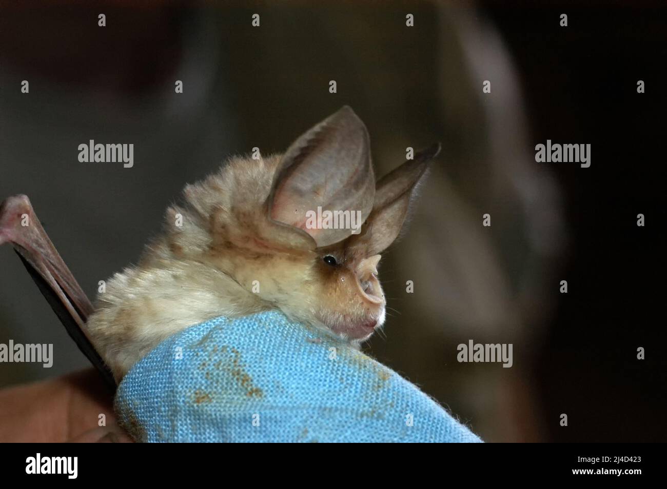 Chiropterologist holding and studying a bat in his hands Stock Photo