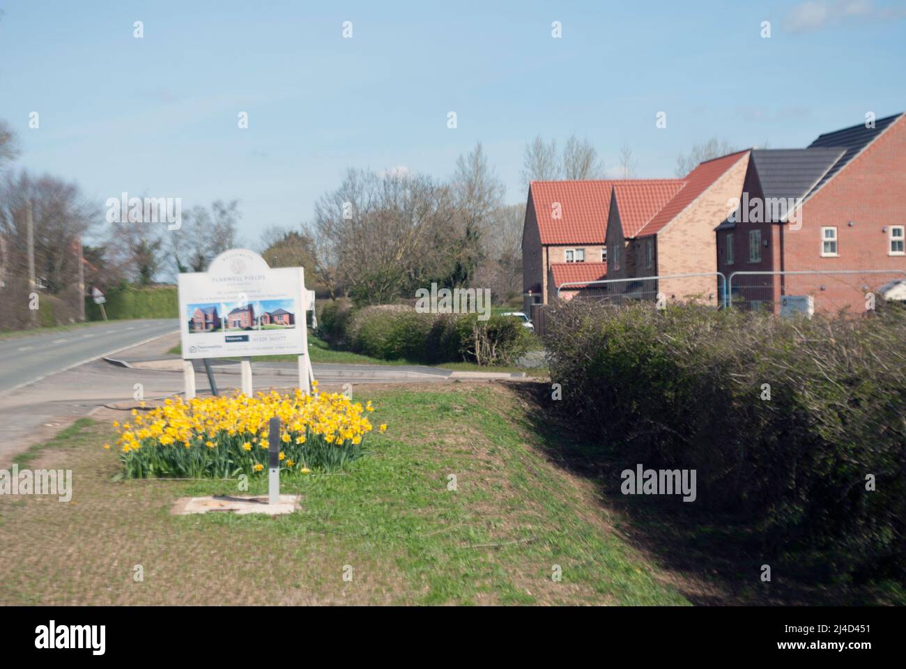 Bed of yellow daffodils in front of sign for new built housing estatein the village of Ruskington, Sleaford, Lincolnshire, England, UK Stock Photo