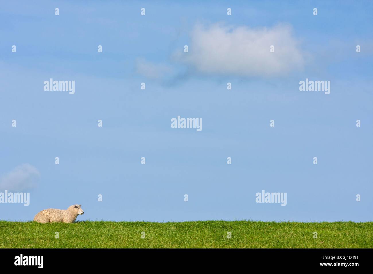 Sheep on North Sea levee under blue sky with a fluffy cloud. Large copy space. Stock Photo