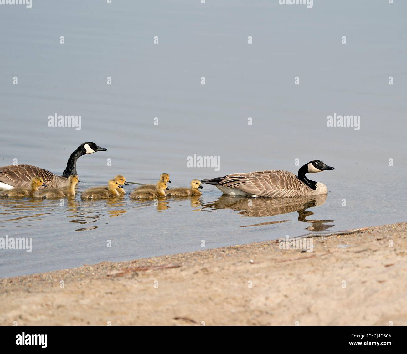 My Image 31