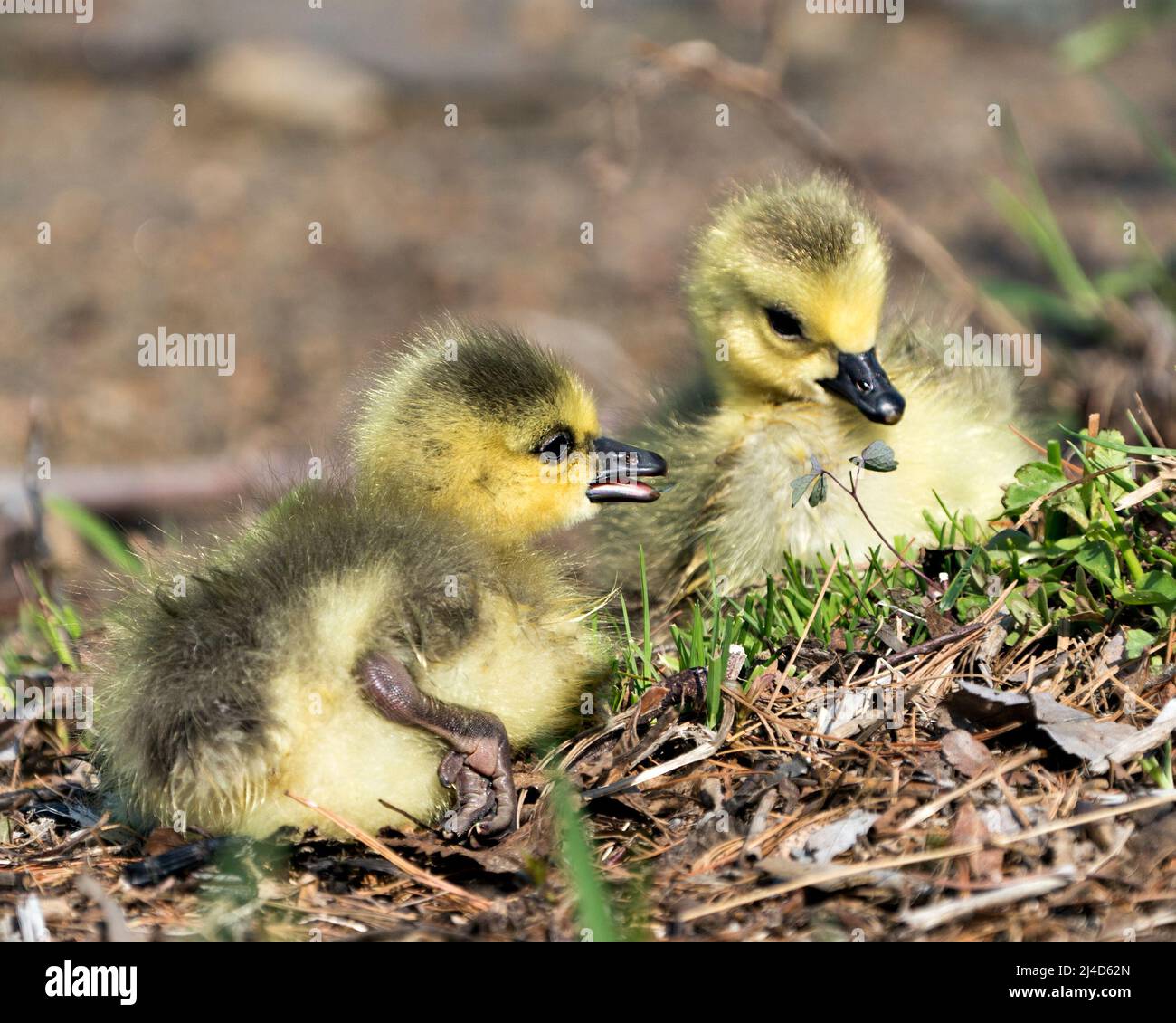 Canadian babies gosling close-up profile view resting on grass in their environment and habitat. Canada Goose Image. Picture. Portrait. Photo. Stock Photo