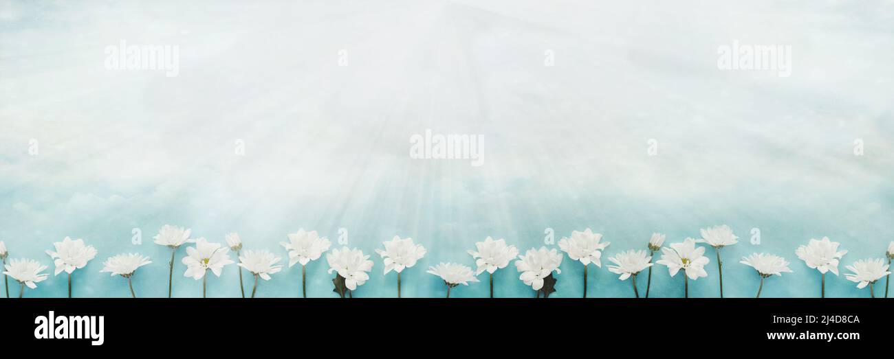 Overhead top view of a row of white blooming chamomile daisy flowers over a pastel blue sky background with rays of sun flare. Stock Photo