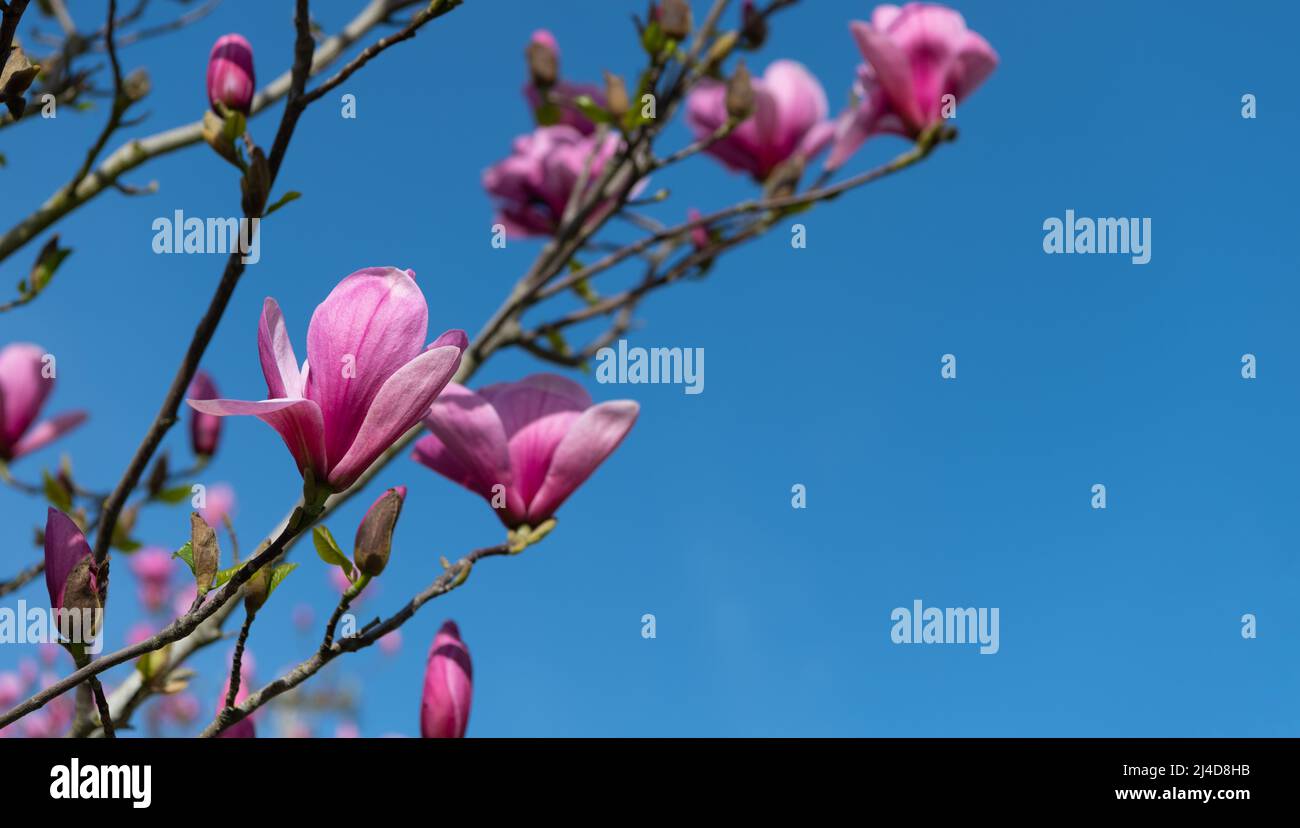 pink flowers of magnolia tree in full spring bloom. copy space Stock ...