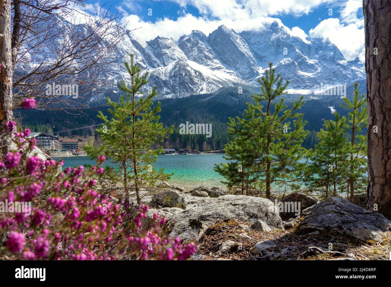 beautiful Eibsee mountain lake in Grainau Germany with Zugspitze mountains in the background and pink flowers . Stock Photo