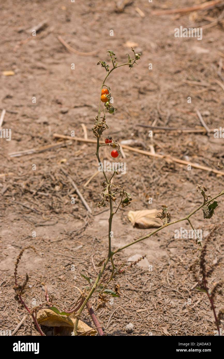 wild tomato in a wasteland with fruits Stock Photo