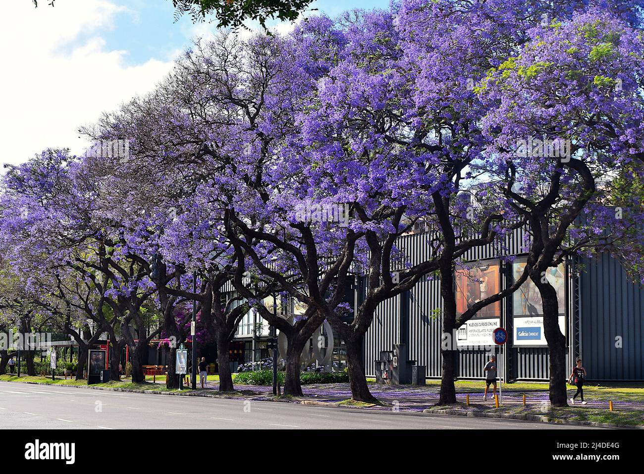 jacaranda trees in full bloom in Buenos Aires Stock Photo - Alamy