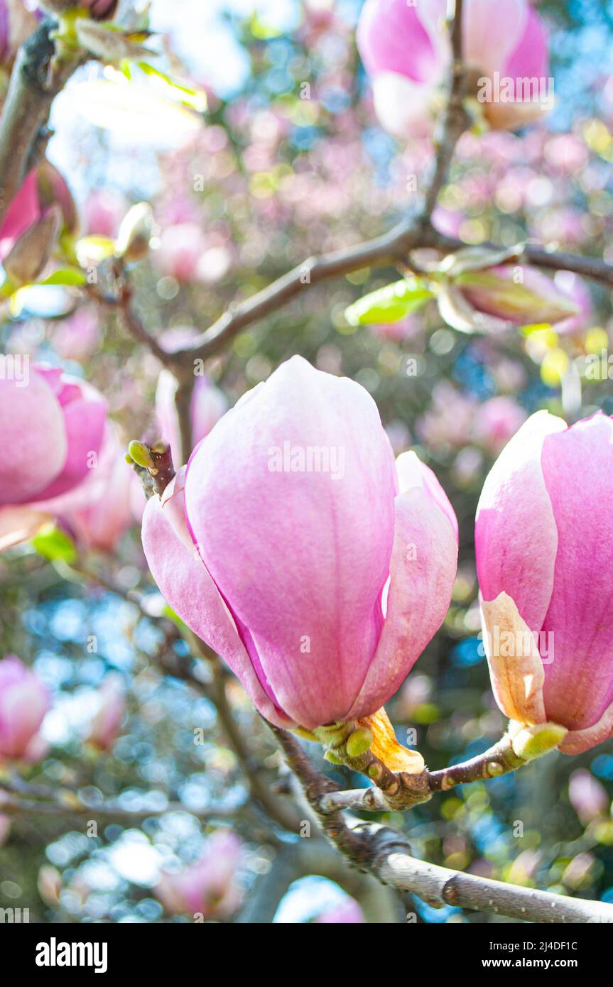 Blooming pink tulip magnolia flowers on a spring sunny day Stock Photo ...