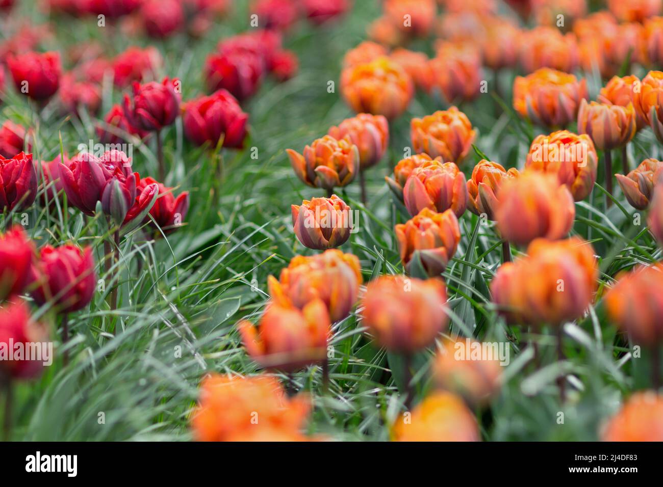 Beautiful award-winning Red Princess and Orange Princess tulips in the garden. Selective focus. Stock Photo