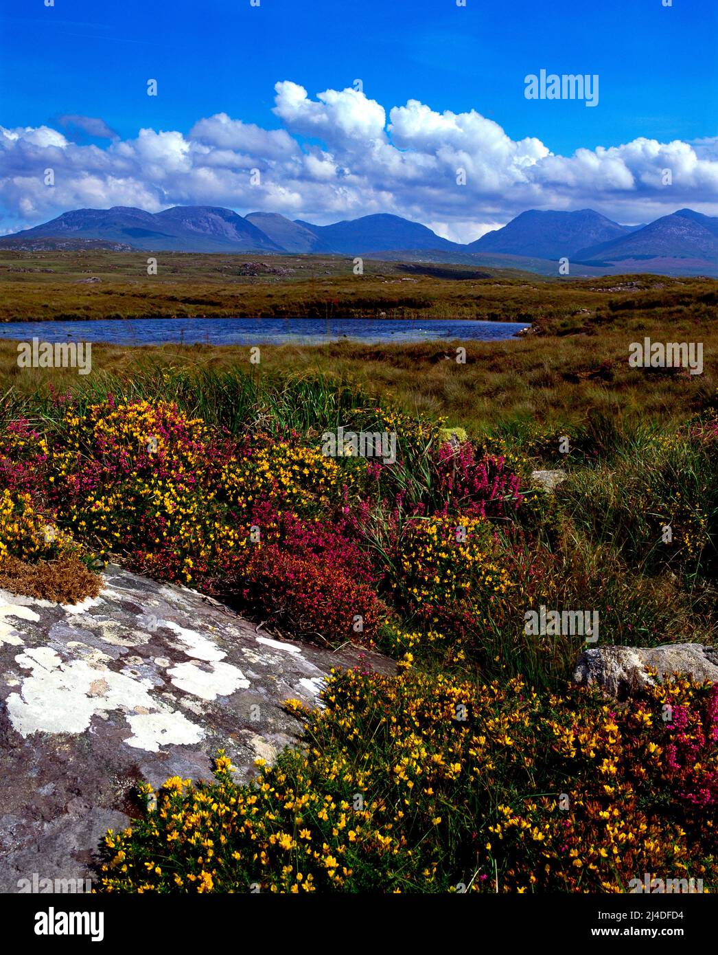 Wild flowers and Heather at the Roundstone Bog, County Galway,Ireland