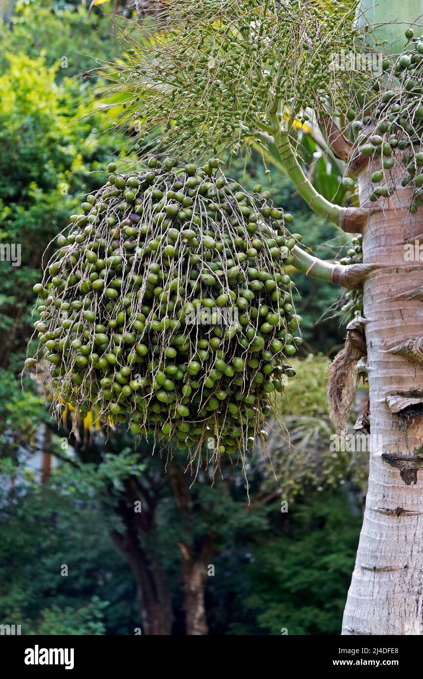 Palm tree fruits on tropical forest Stock Photo