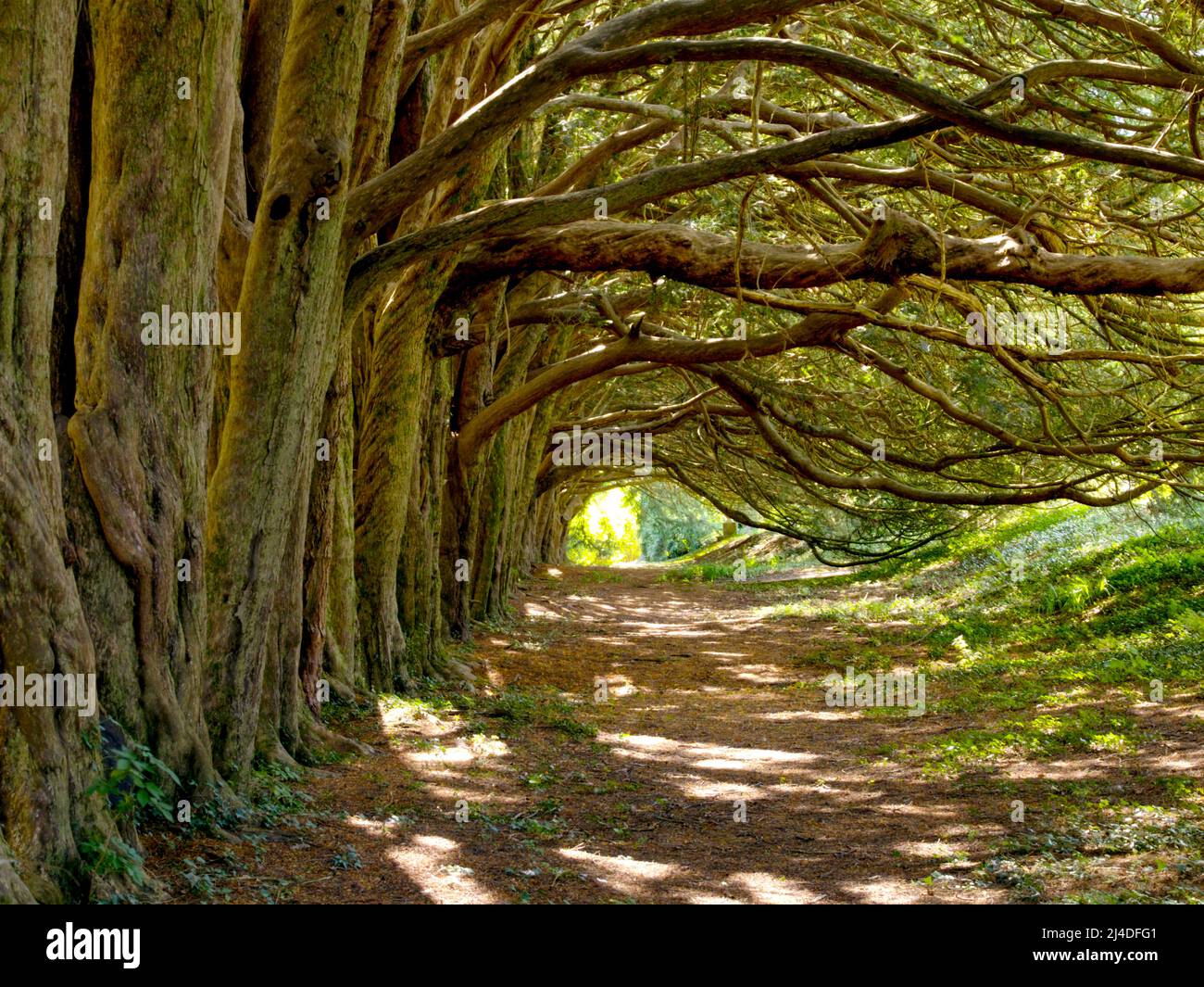Yew Tree Walk, Huntington Castle, County Carlow, Ireland Stock Photo