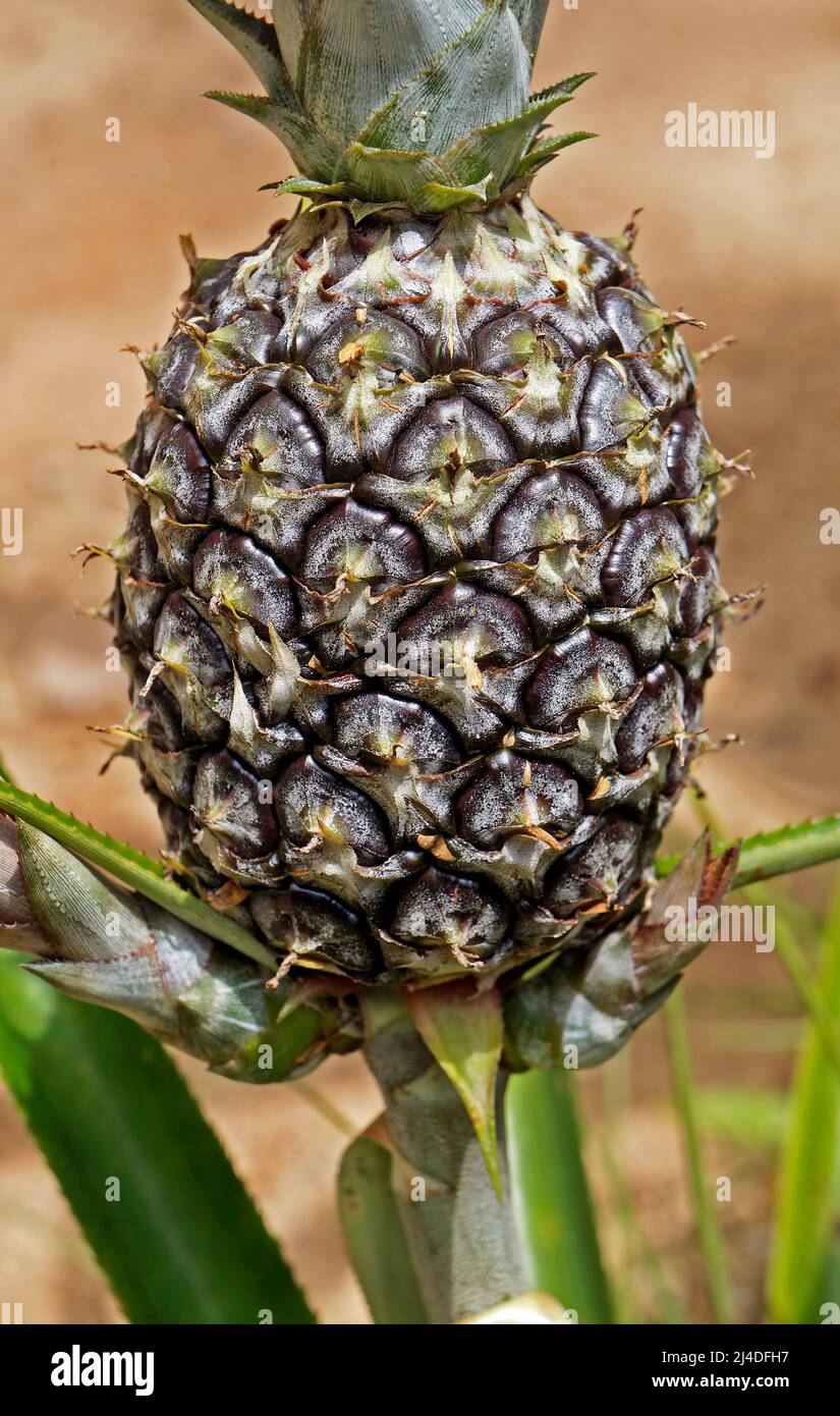 Pineapple in plant (Ananas comosus) on garden Stock Photo