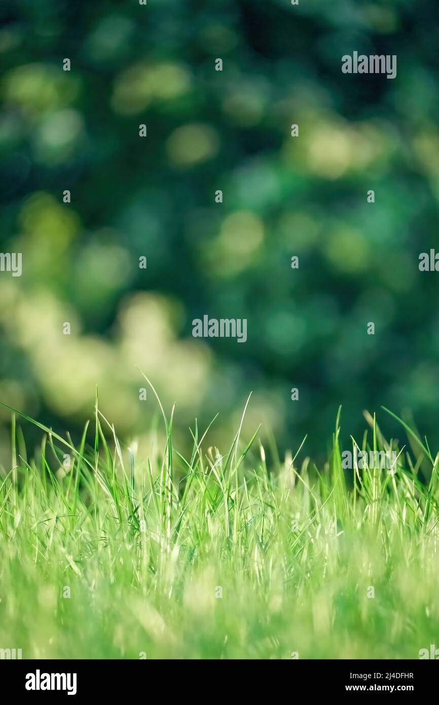 Green grass close-up front view on dark green blurred naturel background Stock Photo