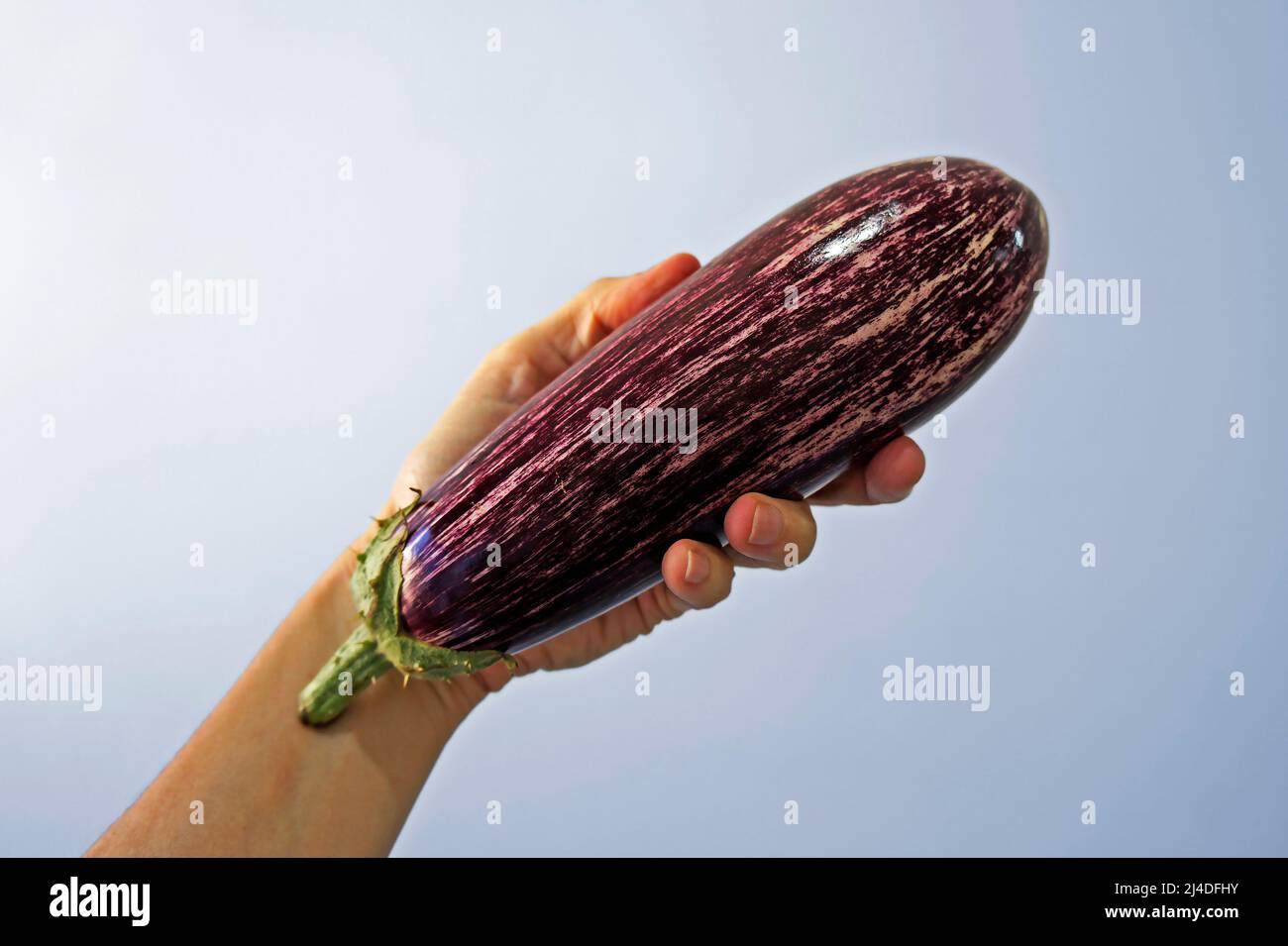 Striped eggplant on hand in a bright background Stock Photo Alamy