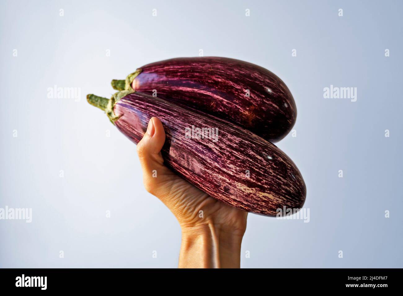 Striped eggplants on hand in a bright background Stock Photo