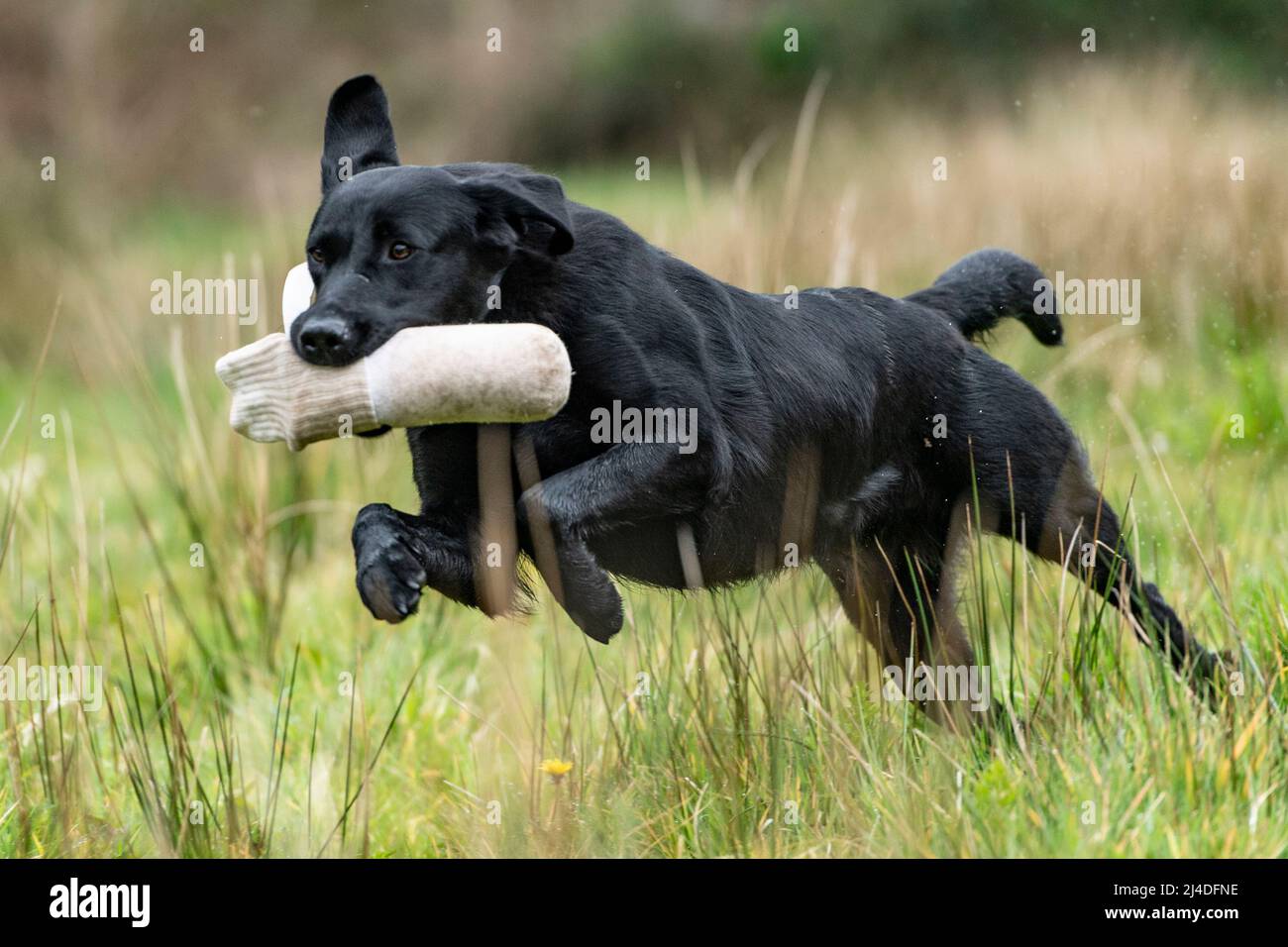 black labrador retriever, carrying a training dummy Stock Photo Alamy