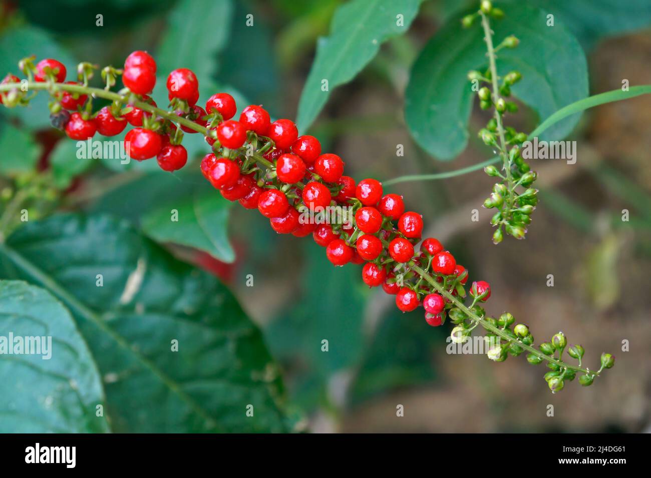 Wild red berries (Rivina humilis) on tropical rainforest Stock Photo