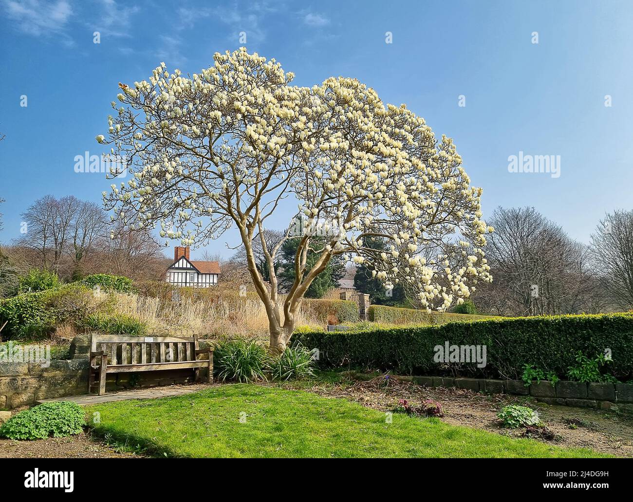 White magnolia tree and wooden bench in typical English park Stock Photo