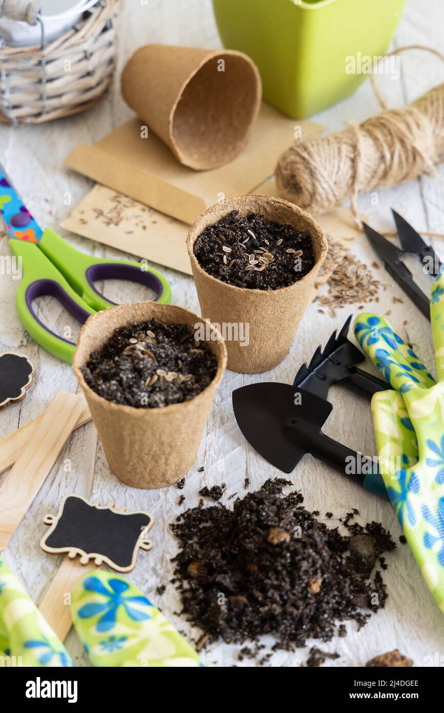 Herbs Seeds growing in a biodegradable pots near garden tools on wooden
