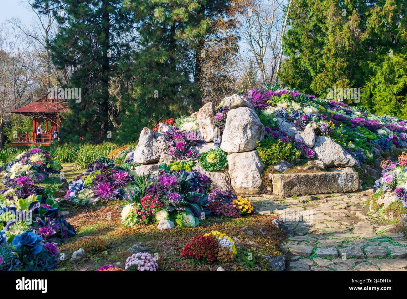 Decorative cabbages planted between rocks at Botanic Garden Iasi, Romania Stock Photo