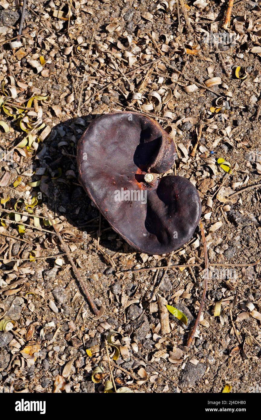 Guanacaste, Monkey-ear tree or Elephant-ear tree seed (Enterolobium cyclocarpum) on soil Stock Photo