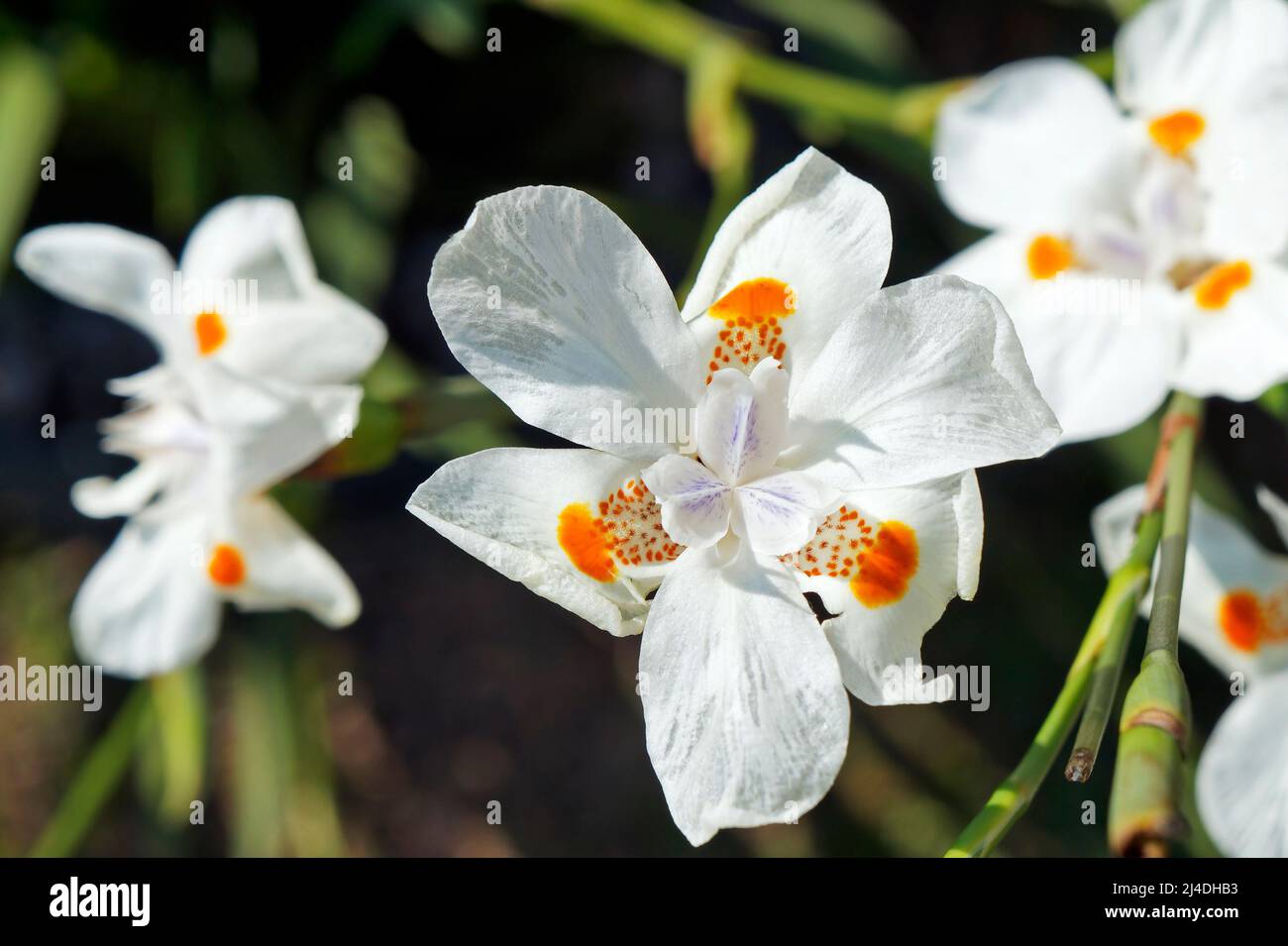 African iris, Fortnight lily or Morea iris (Dietes iridioides) Stock Photo