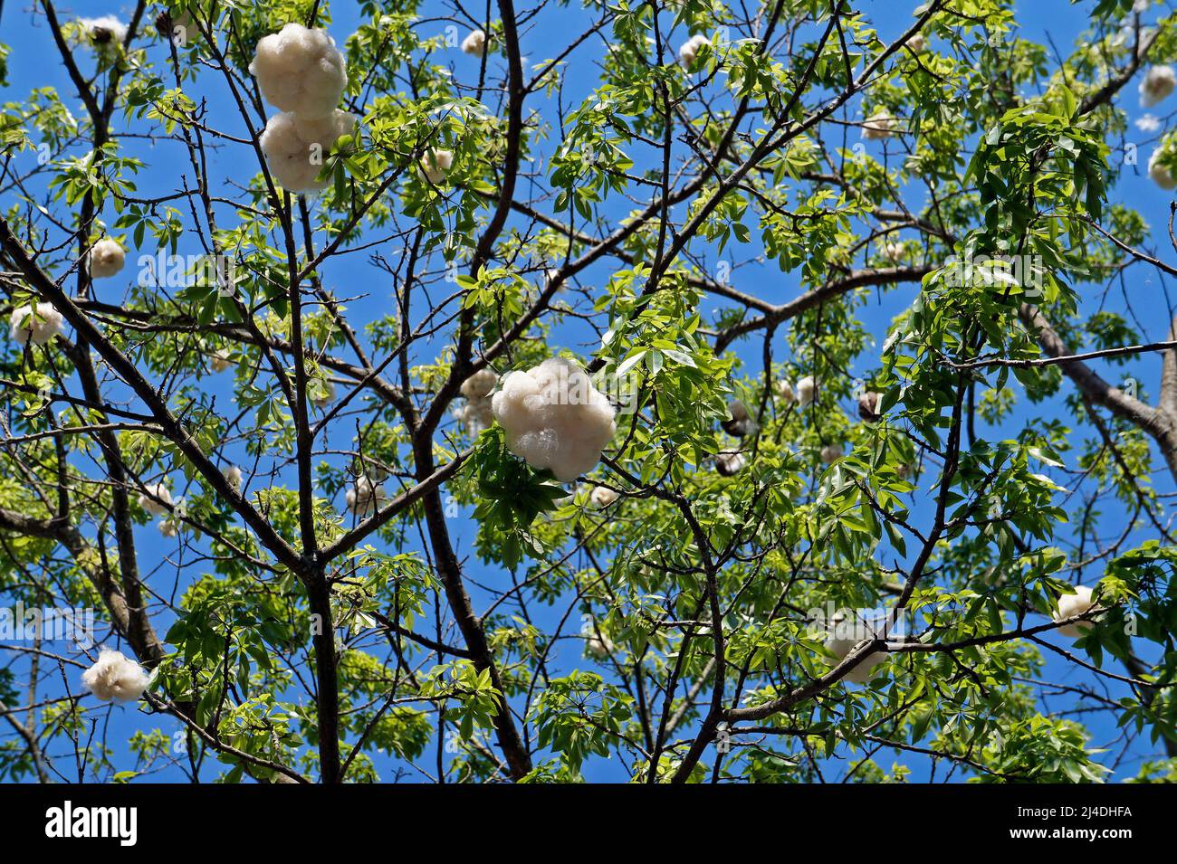 Silk Floss Tree (Ceiba speciosa or Chorisia speciosa) Stock Photo