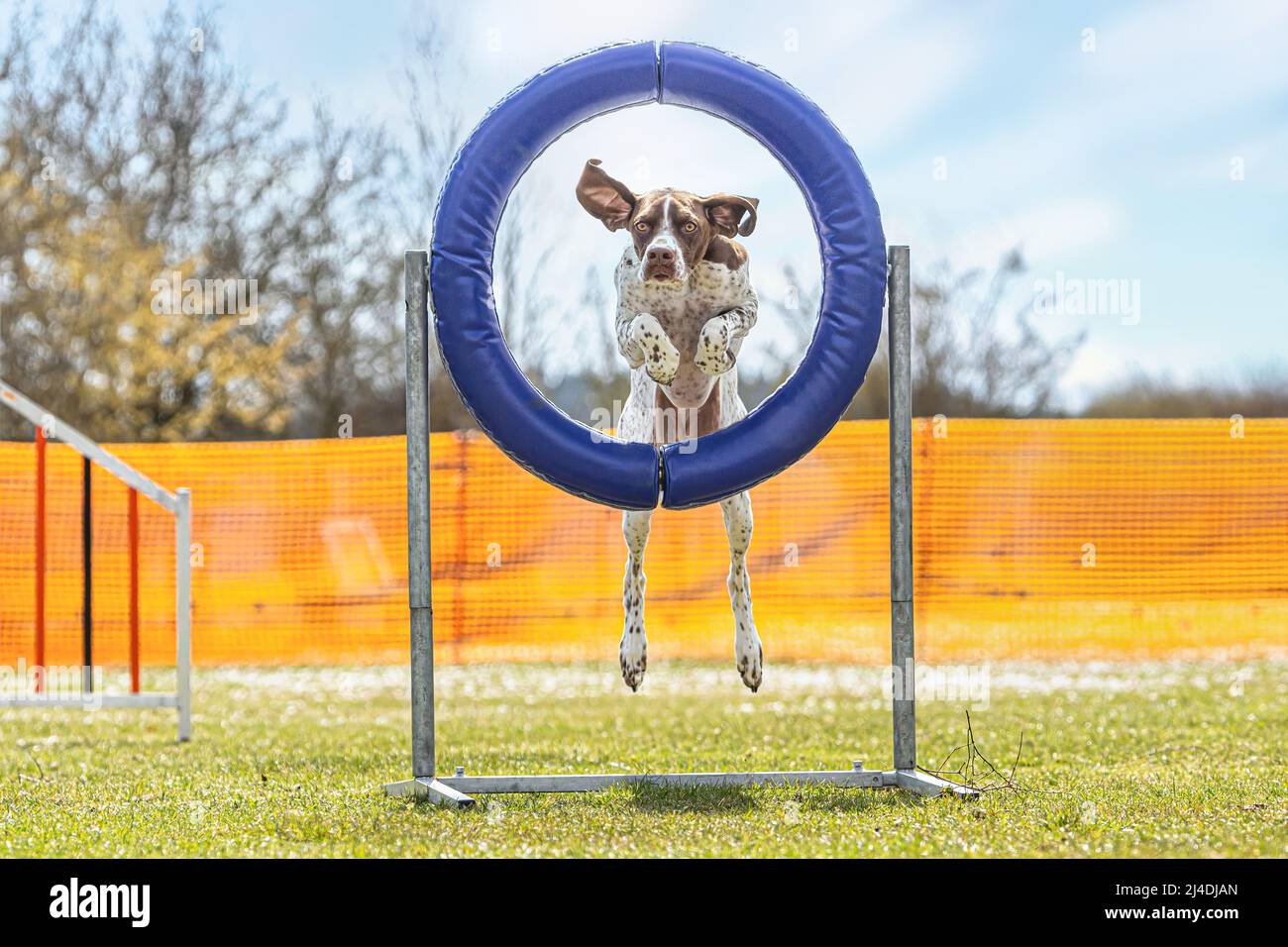 Portrait of a brown braque d´auvergne hound mastering agility obstacles on a dog training arena in spring outdoors Stock Photo