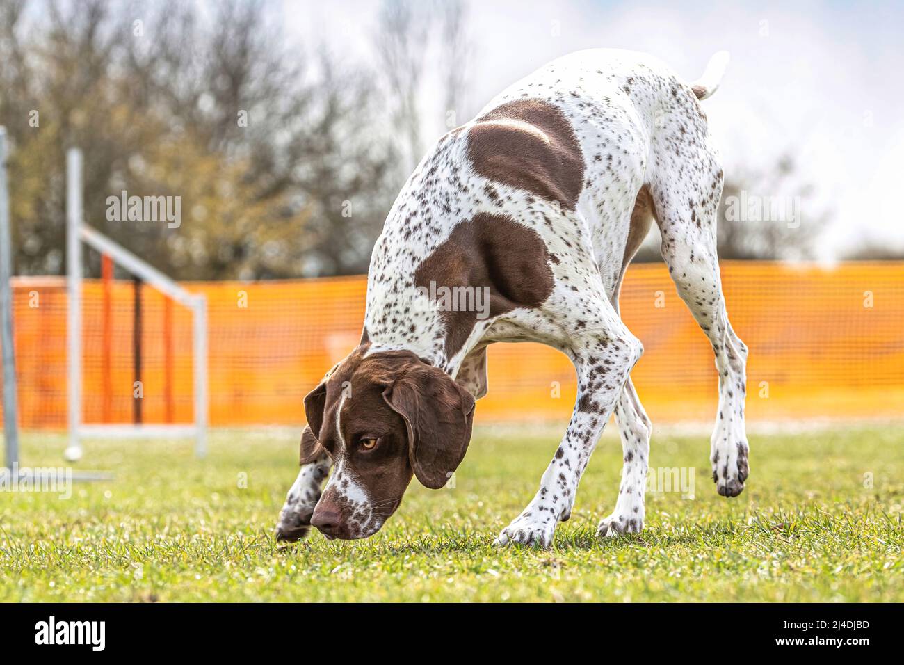 portrait of a brown braque d´auvergne hound sniffing on the ground Stock Photo