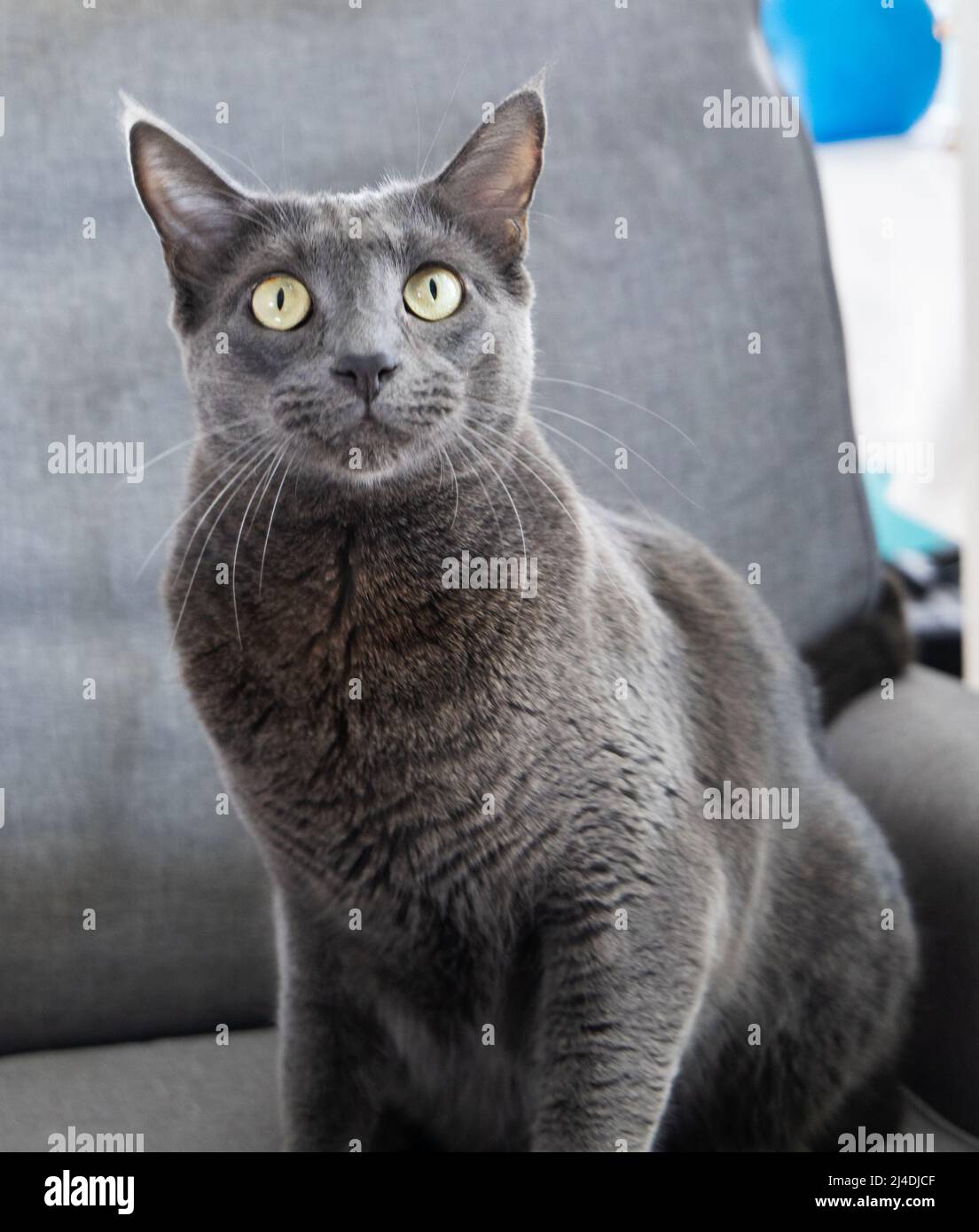 Russian blue cat green eyes hires stock photography and images Alamy