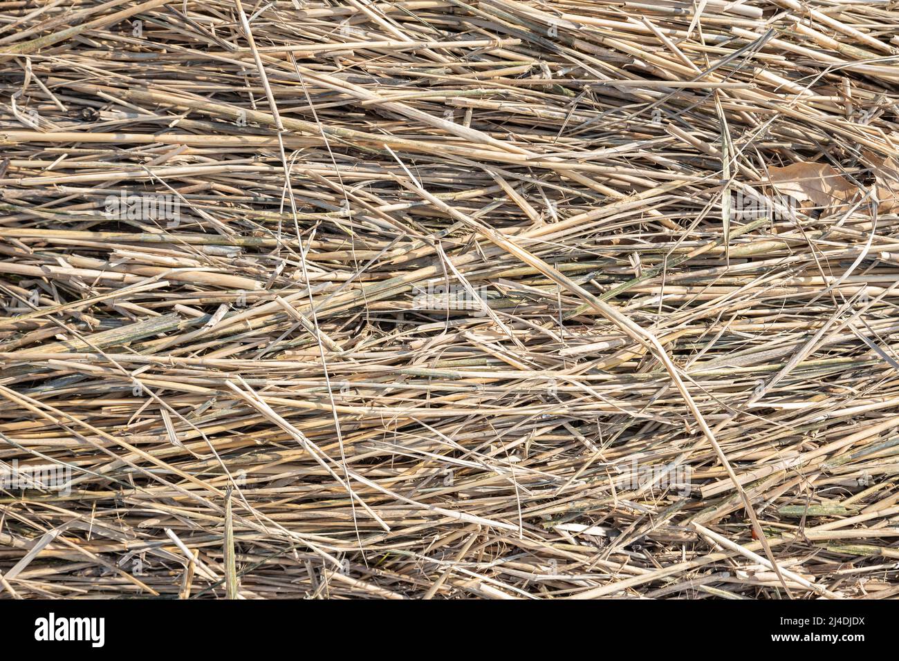 Dry straws on the beach Stock Photo Alamy