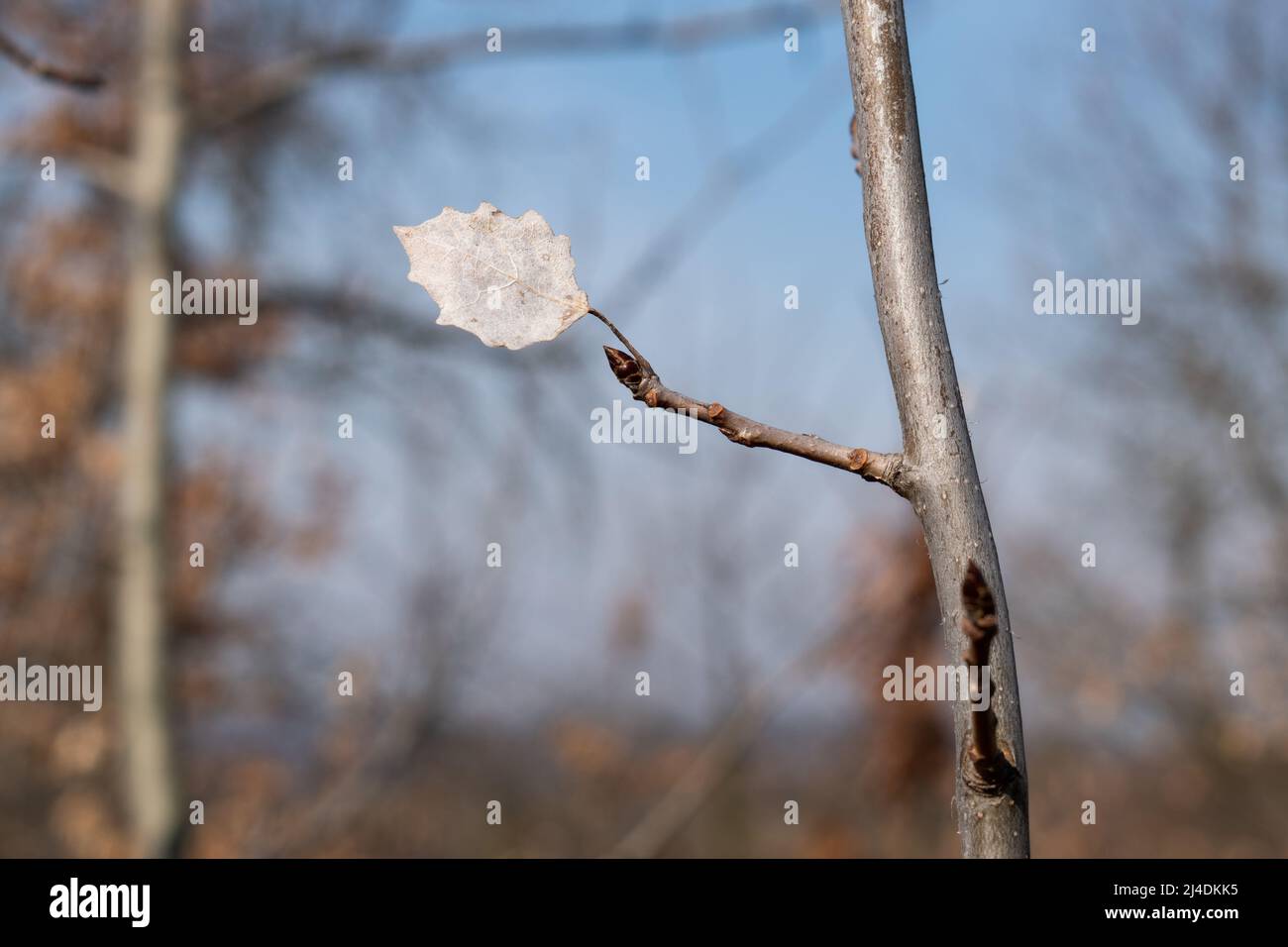 Dried leaf on twig close up, solitude concept in nature Stock Photo