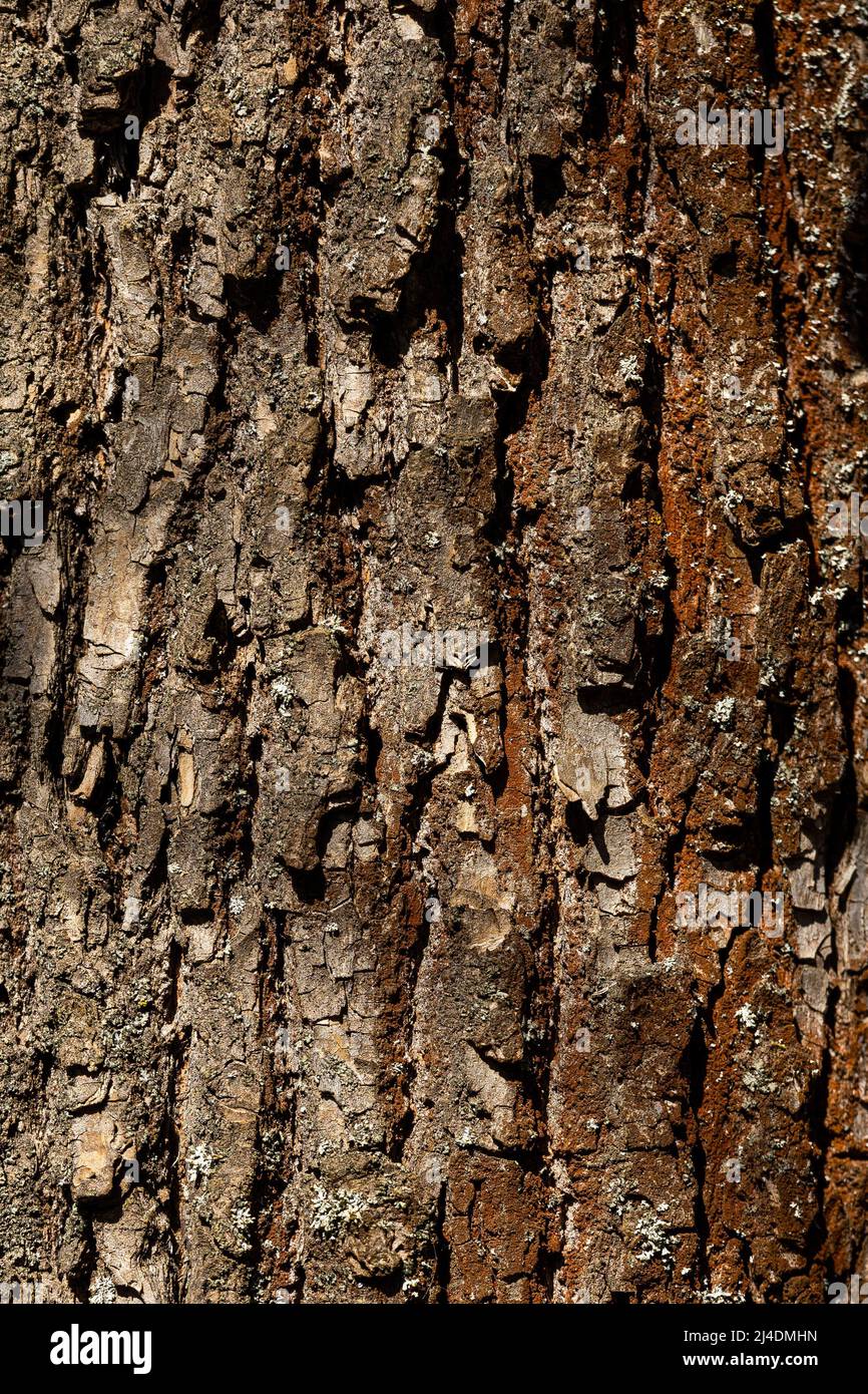 Macro shot of old tree bark texture and background, organic and natural pattern wallpaper. High quality photo Stock Photo