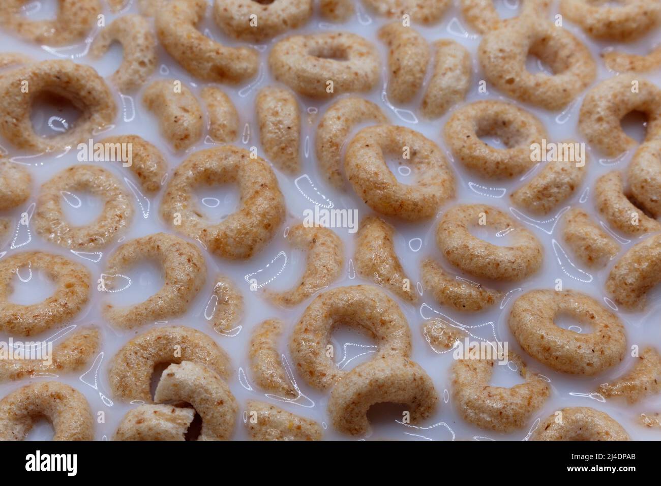 round breakfast cereals with holes floating around in milk Stock Photo