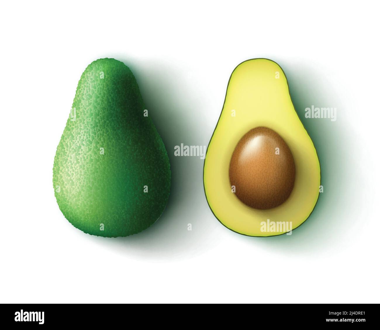 Vector green fresh whole and half cut avocado top view isolated on ...