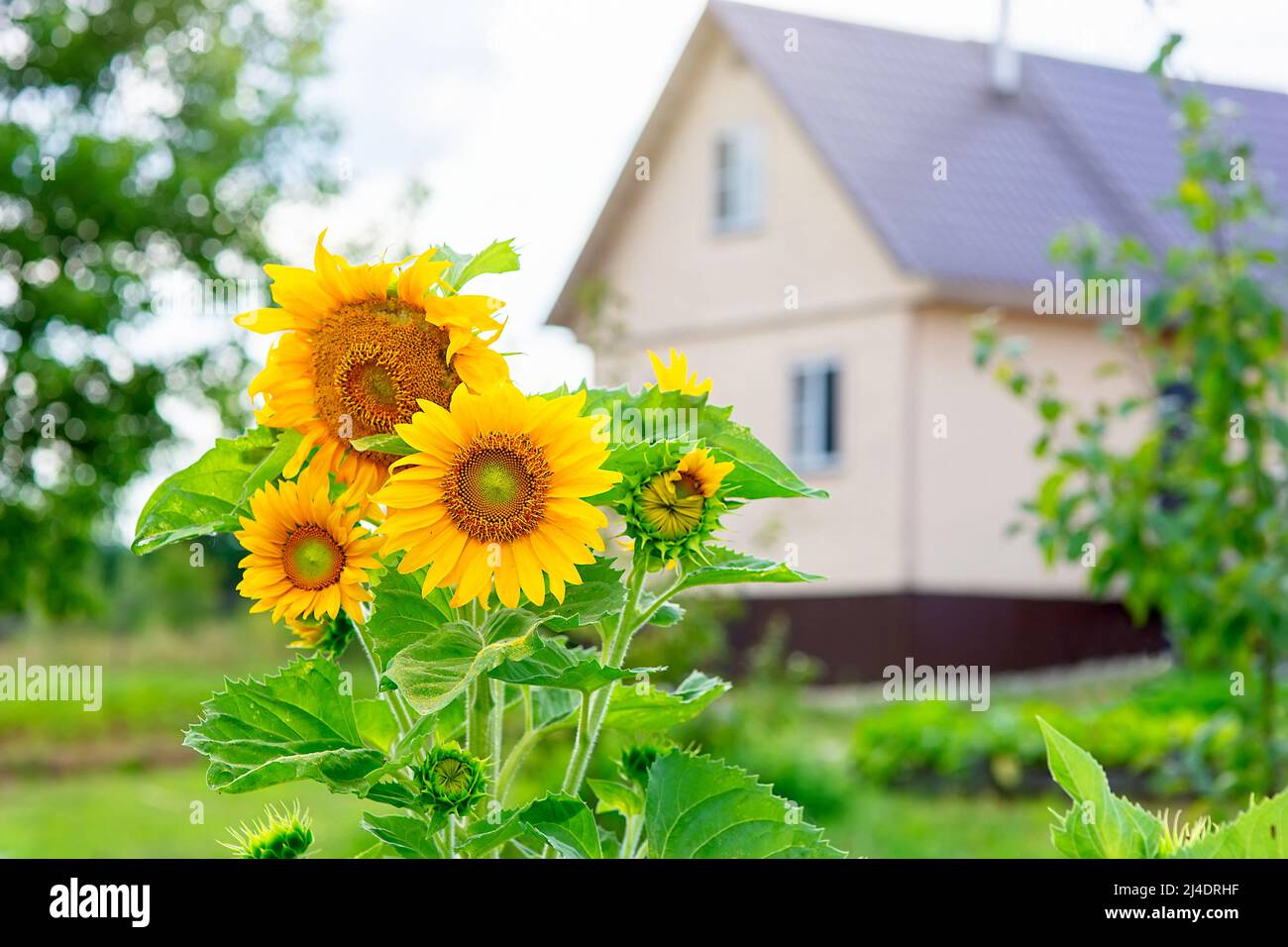 Beautiful sunflower grows in the countryside near the house Stock Photo ...