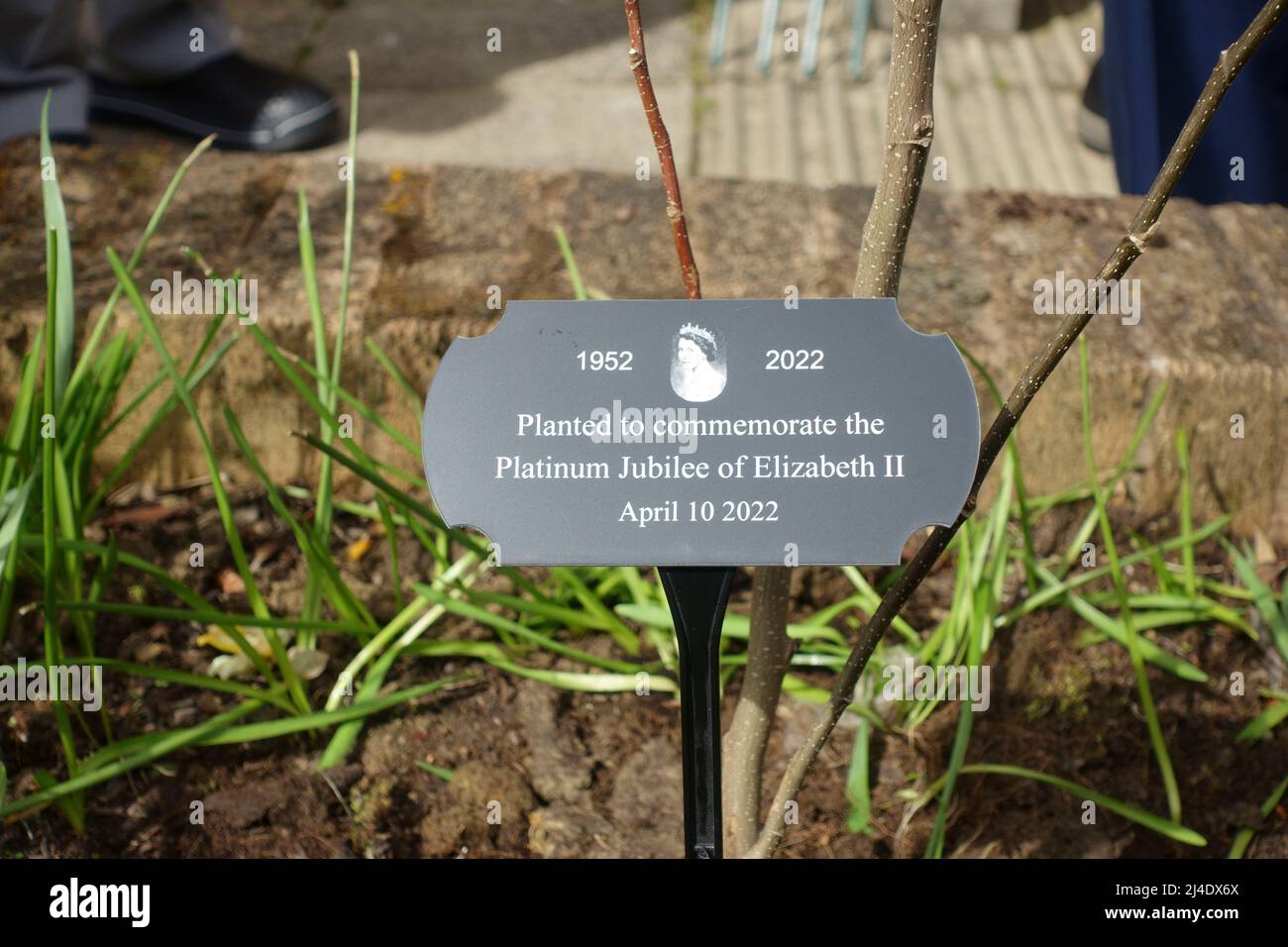 Plaque marking a tree planted to celebrate the Queens Platinum Jubilee Stock Photo