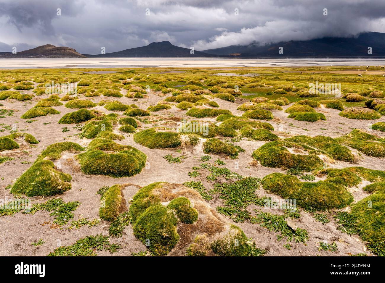 The Salar de Moche (Lake Salinas) Salt Lake near The City of Arequipa, Arequipa Region, Peru. Stock Photo