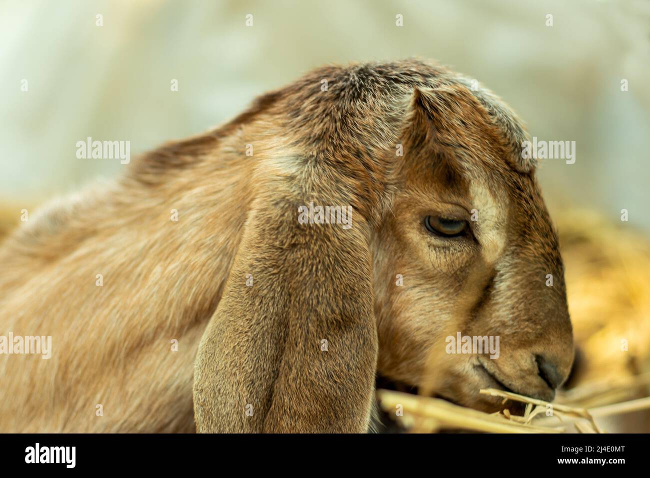 A goat is a farm or domesticated animal or a wild animal that is about the size of a sheep. The moment of eating grass in black, gray, and white goat. Stock Photo