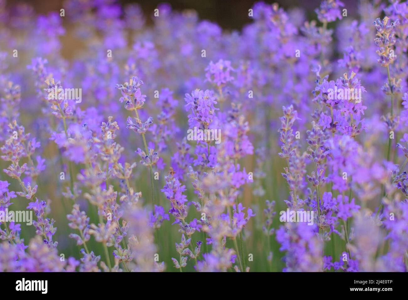 A beautiful violet bush of blossoming lavender close-up Stock Photo