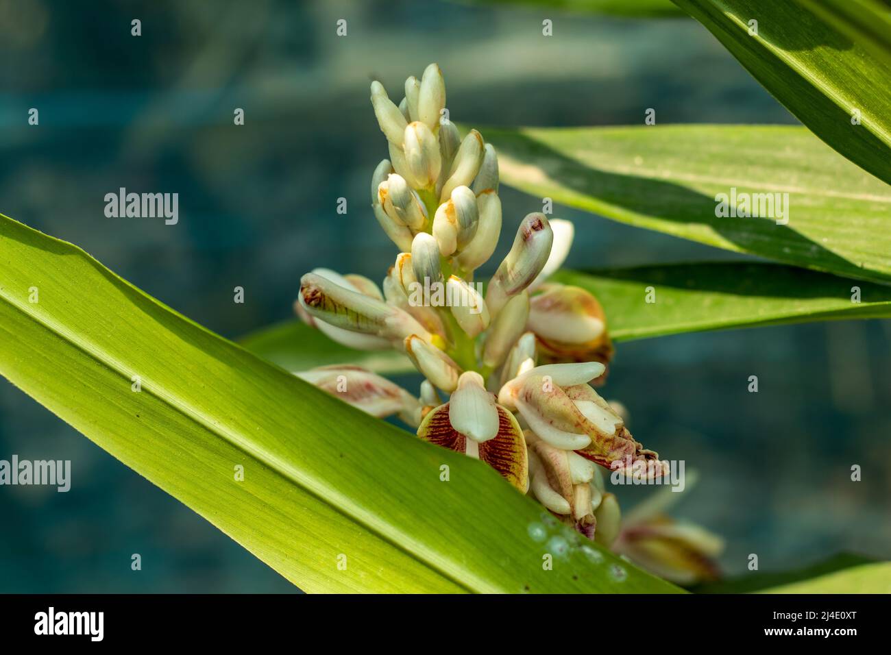 Cardamom can reach up to 5 feet tall. In the summer, multi-colored flowers bloom in yellow, and purple. Cardamom mayflower 3 years after planting and Stock Photo