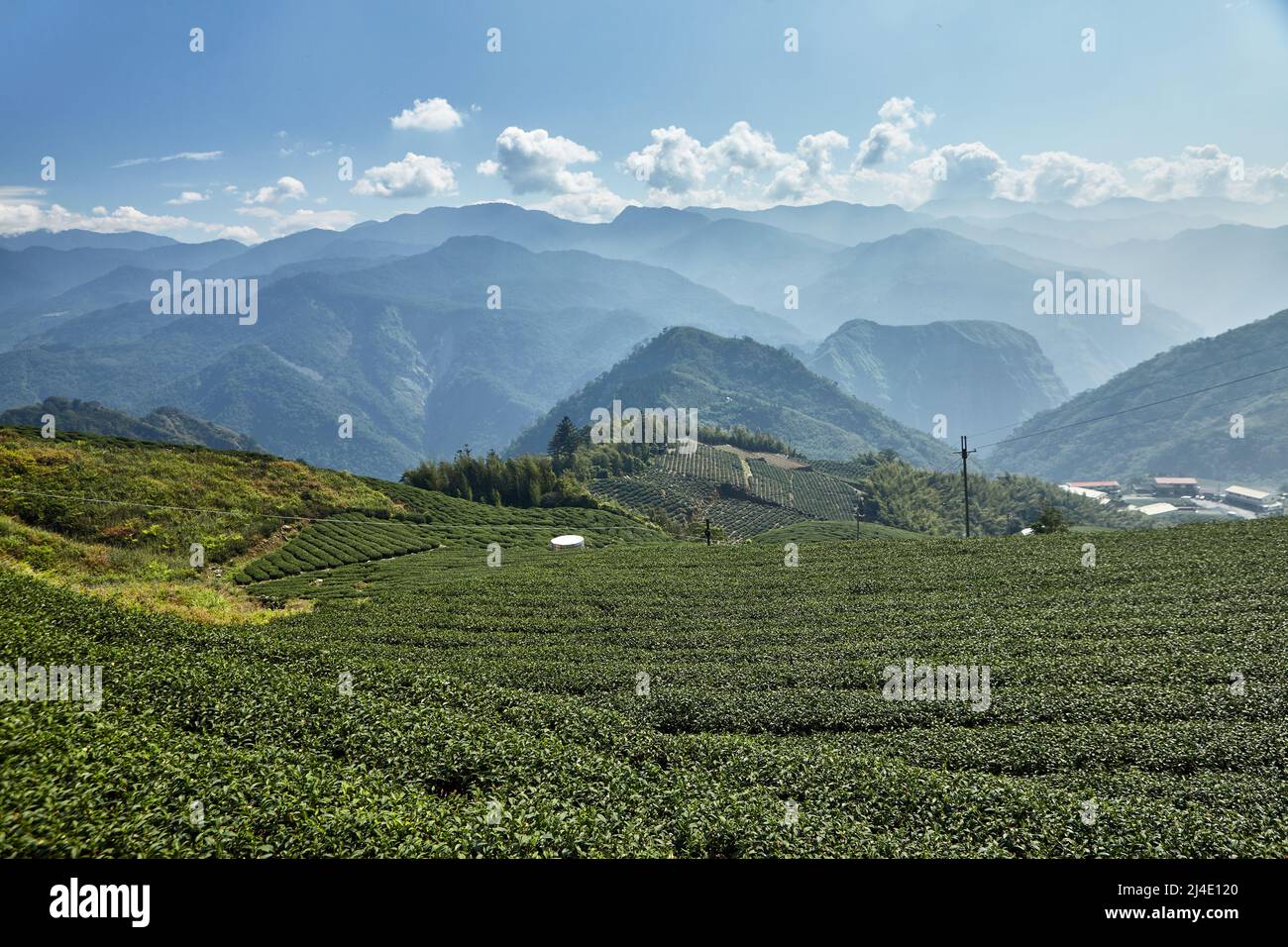 Landscape with tea plantation in Alishan mountain in Taiwan Stock Photo ...
